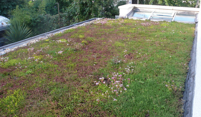 green roof